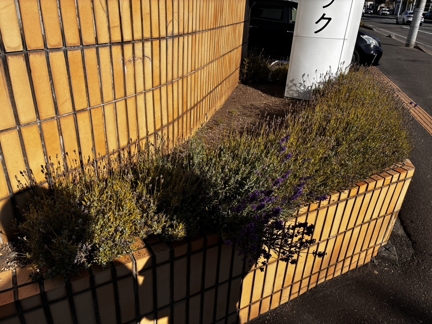 ラベンダーの植え込み